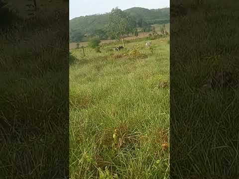A fauta de chuva assusta os moradores de Jatobá Maranhão