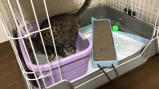 #ベンガル猫 ルイの日記十四日目(´ ˘ `๑)♡ まさかのトイレ！？