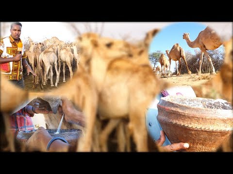 Maxaad ka Ogtahay Nidaam Cusub Geela Loo Dhaqi Karo ? Maxaad ka Ogtahay Nidaam Cusub Geela Loo Dhaqi Karo ?