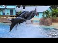 Dolphin Adventures Full Show Part 5 10 9 21