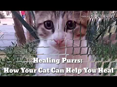 HEALING PURRS : How Your Cat Can Help You Heal