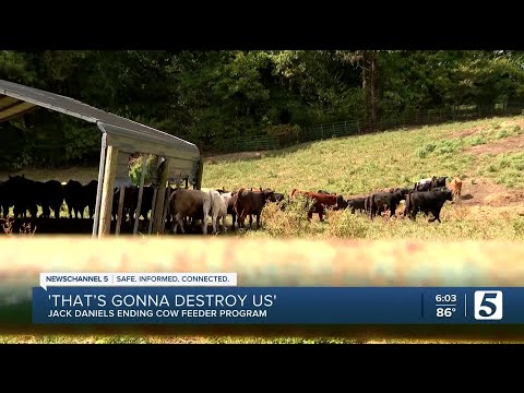 Jack Daniel's cuts off free cattle feed to Tennessee farmers after 45 years