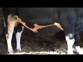 Masturbating Bull Frustrated By No Mating