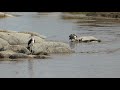 Stork And Vulture Feeding On Wildebeest Carcasses Singita Mara River Tanzania 2017 09 14