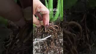 Download lagu Cutting Aloe vera for Planting mp3