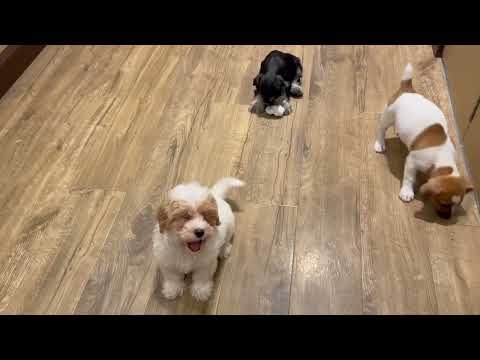 Maltipoo - 4945 video preview