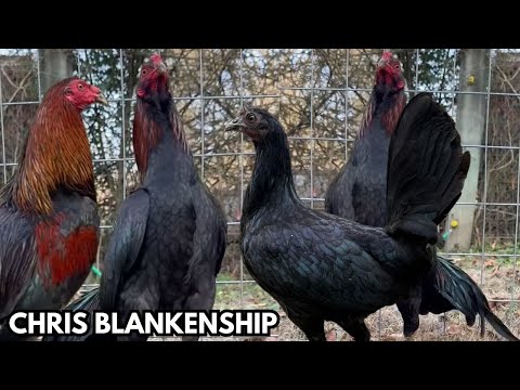 Chris Blankenship - Feeding Time Shape Chicken Coop Outdoor - West Virginia USA
