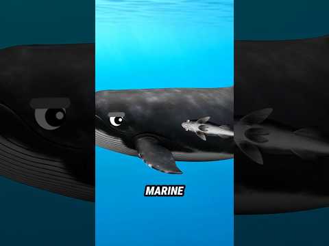 Remora, Cattle Egret, Arctic Fox — Masters of Free Survival