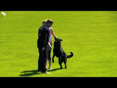 Ackey Levemar   Universalsieger Regau 2017 C-87