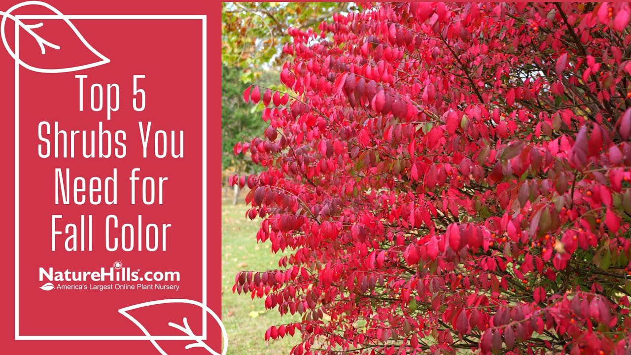 Top 5 Shrubs You Need for Fall Color | NatureHills.com