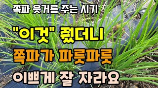 가을쪽파 웃거름주는시기 이것 줬더니 쪽파가 이쁘게 잘 자라요 쪽파칼슘결핍증상 병충해 고자리파리피해 무름병