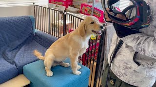 How to put on the harness 【Golden Retriever Puppy】