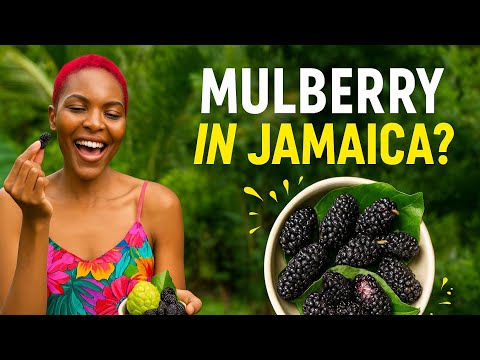 We Found MULBERRIES in Kingston?! 🍇🇯🇲 | Exotic Fruit Hunt