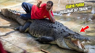 Download lagu Buaya raksasa berumur 80 Tahun Ditangkap Usai Menelan 100 Orang. Wujudnya Seperti Ini... mp3
