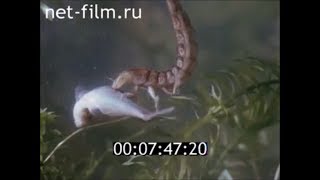 Ловля язя на жука плавунца