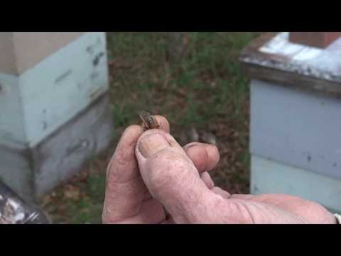 Michael Palmer - Queens Have Handles!