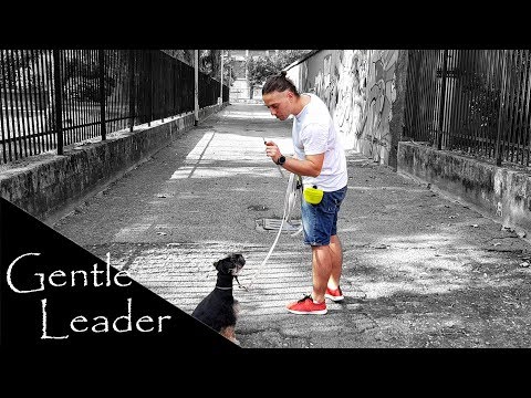 Gentle Leader - TUTORIAL su come indossarlo e utilizzarlo