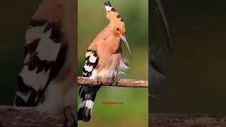 Download lagu eksotisnya burung hud hud mp3 Download lagu eksotisnya burung hud hud mp3