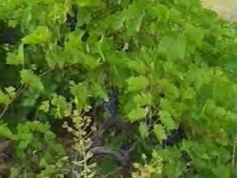 Salihe Qubine Şere İzetbege