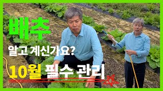 배추 튼튼하게 자라고 있나요? 10월 배추 관리 알려드립니다.