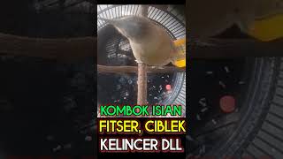 Download lagu kombok gacor isian fitser, ciblek, kelincer cililin #shorts #short #burunggacor #burungjuara mp3