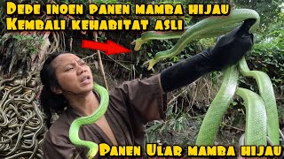 Download lagu DEDE INOEN RETURN TO NATURAL HABITAT GREEN MAMBA HARVEST mp3 Download lagu DEDE INOEN RETURN TO NATURAL HABITAT GREEN MAMBA HARVEST mp3