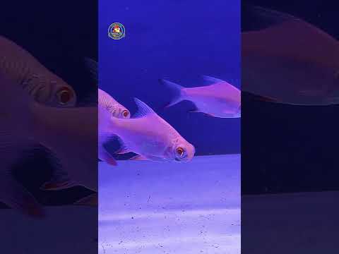 Video Thumb