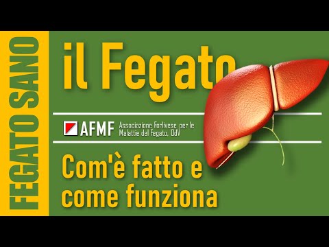 Il fegato: com'è fatto e come funziona