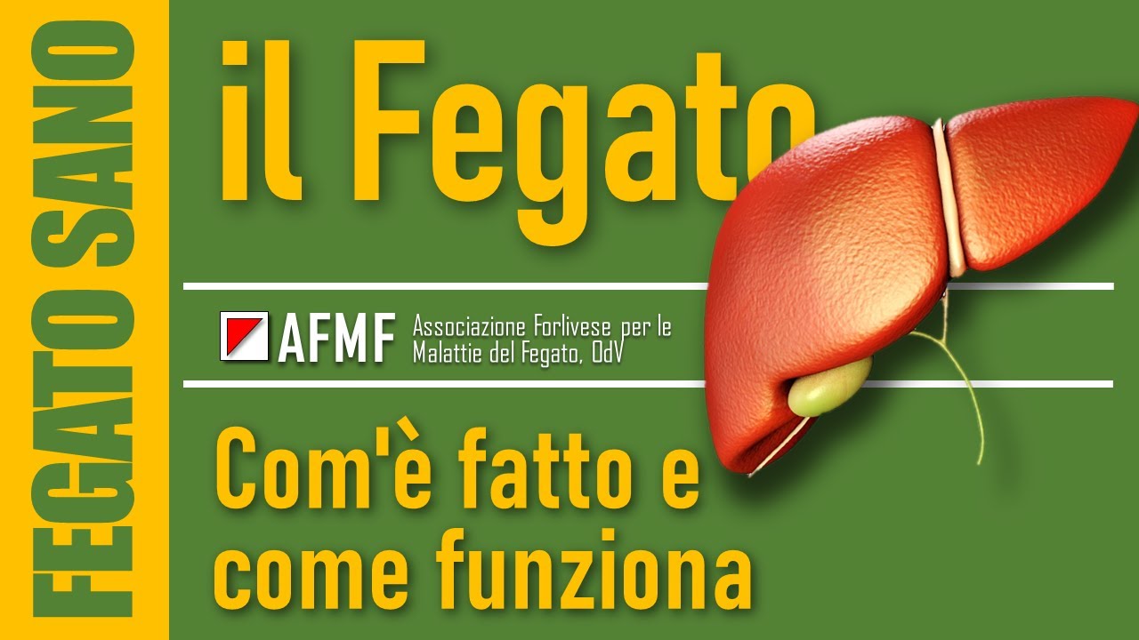 Il fegato: com'è fatto e come funziona