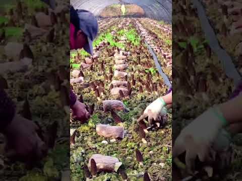 The Ultimate Guide to Mushroom Farming for Beginners 🍄