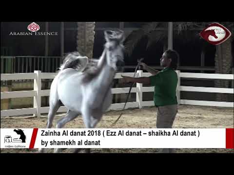 Zainha Al danat 2018 ( Ezz Al danat – shaikha Al danat )by shamekh al danat