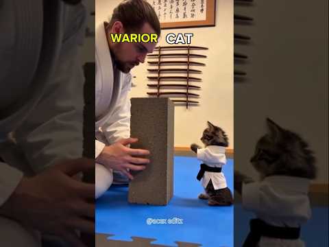 Warior cats🗿 #trollface #edit #shorts