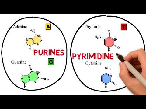 What are Genomes, Chromosomes, DNA, Genes, and Nucleotides?