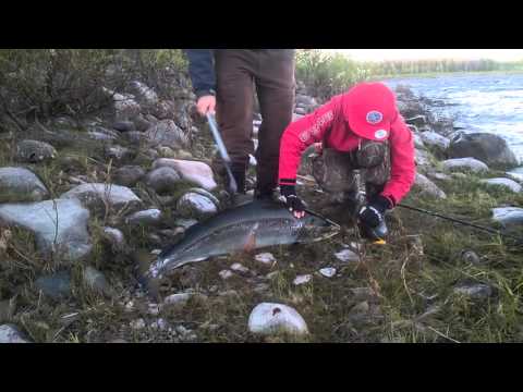 Laxfiske i matkakoski 14,2kg 107cm 2015