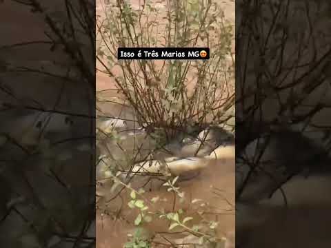 Muito piau - Minas gerais MG @HomemdoRio-c2p