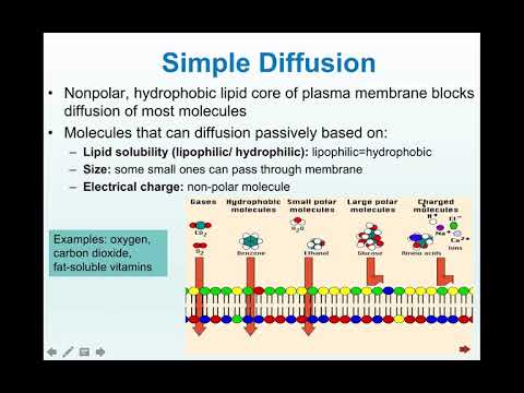 Cellular Level of Organization Part 2 (Bio 260)