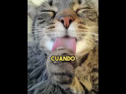 ¿Por qué los gatos tienen la lengua áspera?