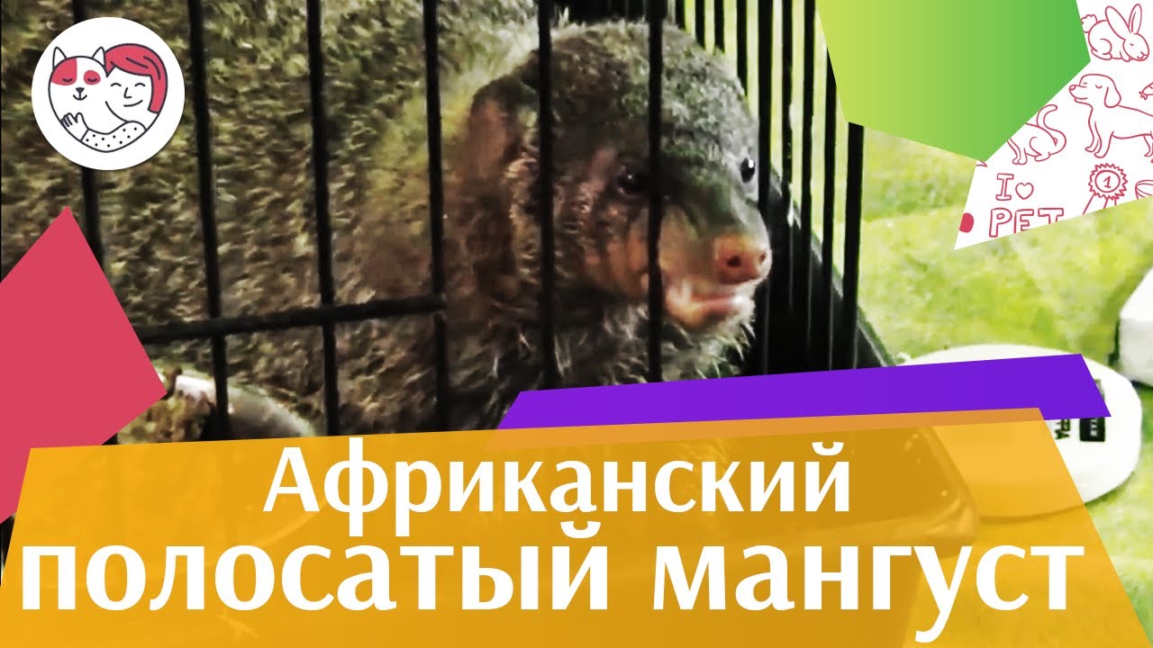 Африканский полосатый мангуст на ilikepet. Особенности породы и уход