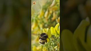 Bumblebee Sounds (The Deep Hum in a Field of Yellow Flowers)