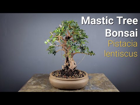 , title : 'let's Work On My Mastic Tree Mediterranean Bonsai. Pistacia lentiscus #bonsai #mediterranean'