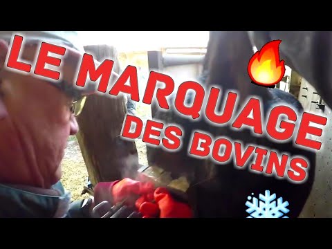 download lagu mp3 mp4 Marquage Vache, download lagu Marquage Vache gratis, unduh video klip Marquage Vache