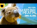 Marsupial Sing-Along | Wild Clips (Sesame Studios)