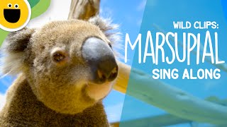 Young Marsupials