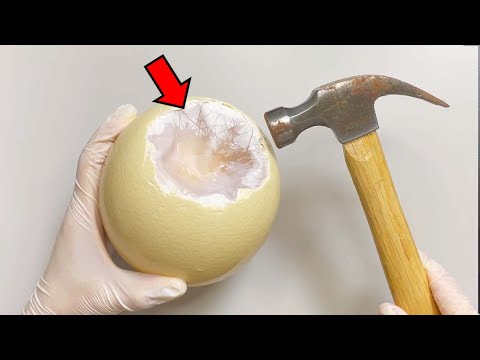 Strange Organ inside Ostrich Egg | Ostrich Egg Dissection