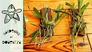 When Hecklers Interrupt An Unboxing - new orchids from MSB Orchideen