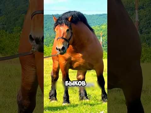 Невероятные лошади, которые которые мощнее быков  🐴 #животные #милыеживотные