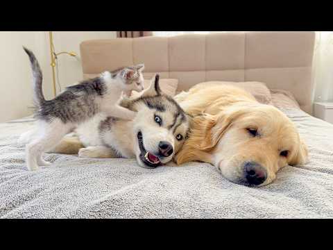 YouTube 썸네일