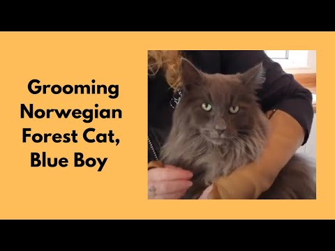 Grooming A Norwegian Forest Cat