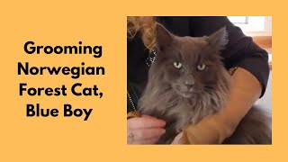 Grooming A Norwegian Forest Cat