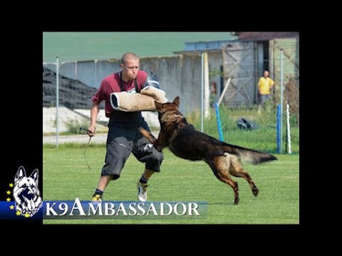 Family Protection Dog - FRANK / K9 Ambassador
